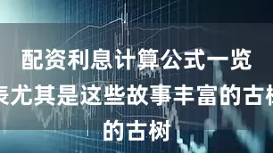 配资利息计算公式一览表尤其是这些故事丰富的古树